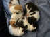 Beautiful cross breed kittens
