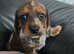 6 stunning Dachshunds