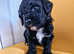 3 cavapoo boys from dna tested parents
