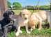 Female health checked Labradors retreivers ready to leave.