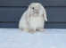 Beautiful mini lop rabbits REDUCED TO SELL