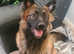 Belgium shepherd cross german shepherd