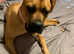 £75 COLLECTION TONIGHT 6 month old female English bull mastiff