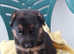 12 german shepherd puppies