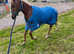 VARIOUS WELL-HANDLED SMALL RESCUE PONIES/CUTE YEARLING GELDINGS AVAILABLE for future lead rein projects, therapy pony projects, companions & pets