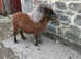 Miniature horse