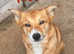 WelshXColliepups****READY TO GO****