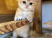 GCCF Registered Chocolate Golden Dominant of Blue Eyes Kittens