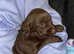 Beautiful Toy Labradoodle puppies available