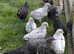 French Copper Black and splash Maran poults