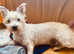 FOR SALE 2 WESTIE FEMALES ( TWO YEARS OLD )
