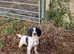 Fantastic part trained spaniel