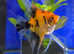 Red king angelfish