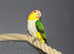 Baby Yellow Thigh Caique,7