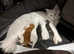 British Maine Coons kittens for sale