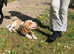Beagle x spaniel