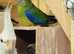 Pair of tourquise parakeets