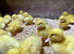 Day old female Aylesbury ducklings