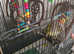 Canarie Parrot With Cage