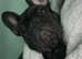 French bull dog nearly 1 years old