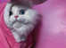 SHORT LEG White Blue Eyes Persian Minuet Munchkin