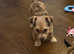 Jack Russel cross Shih Tzu boy