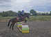 Supurb 12.2 dartmoor gelding
