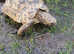 Lovely leopard tortoise