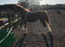 Stunning Welsh D colt