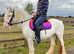 Cob mare to make 13.1/2