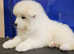 Beautiful Samoyed Puppies one females left