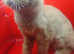 Red Exotic Persian Female