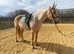Palomino reg AQH gelding full up 15.2hh