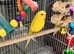 Handreared Lutino budgies