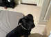 8 month cane corso