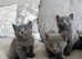Russian Blue boy kitten