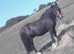 7 year old Welsh Cross gelding