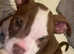American bully pups!!
