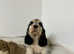 1 stunning cocker spaniel boy available