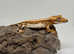 Baby crested gecko- Lilly white