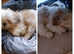 Beautiful male puppy