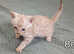 Two Purebred Snow Bengal girls left