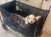 Clumber Spaniel hybrid puppies