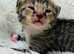 F5 SAVANNAH KITTENS. 2 LEFT