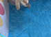 2 male rabbits