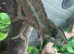 Nosy Faly Panther Chameleons