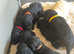 Pedigree Standard poodle puppies