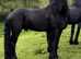4 year old mare in foal