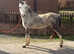 Registered welsh a 5 year old gelding