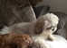 9 week old gorgeous Shih tzu pups